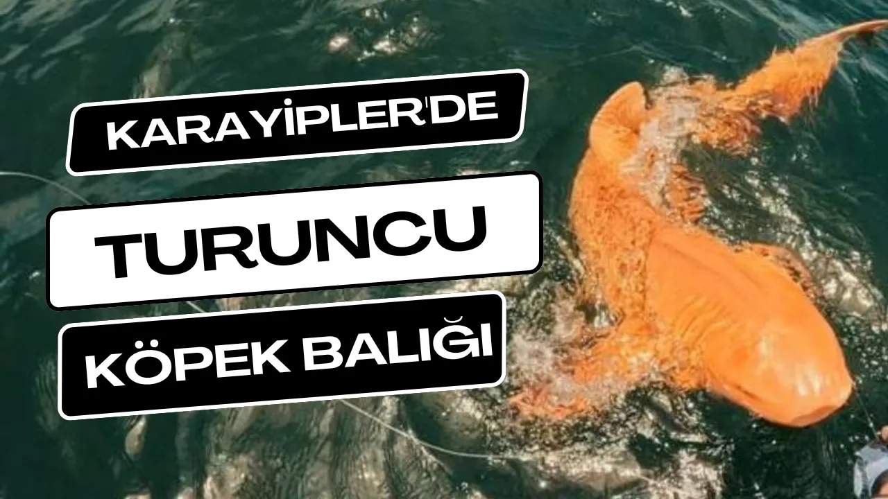 Karayipler’de Turuncu Köpekbalığı