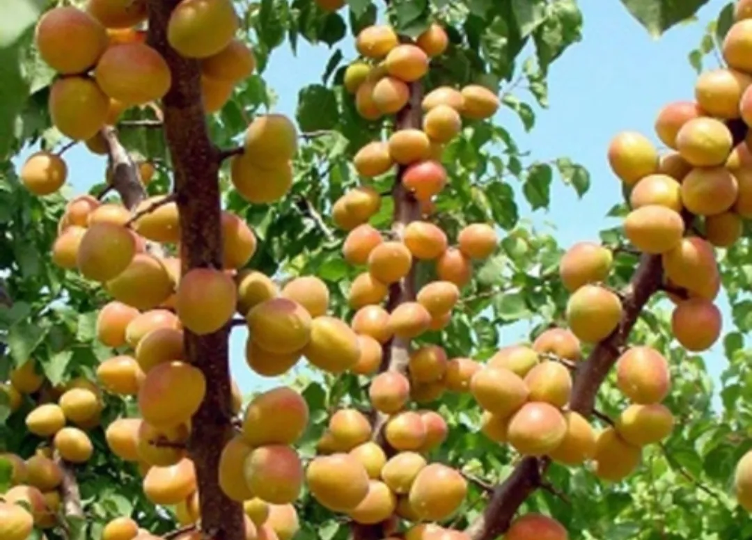 Kayısı Üreticilerine Don Desteği Resmi Gazete’de Yayımlandı