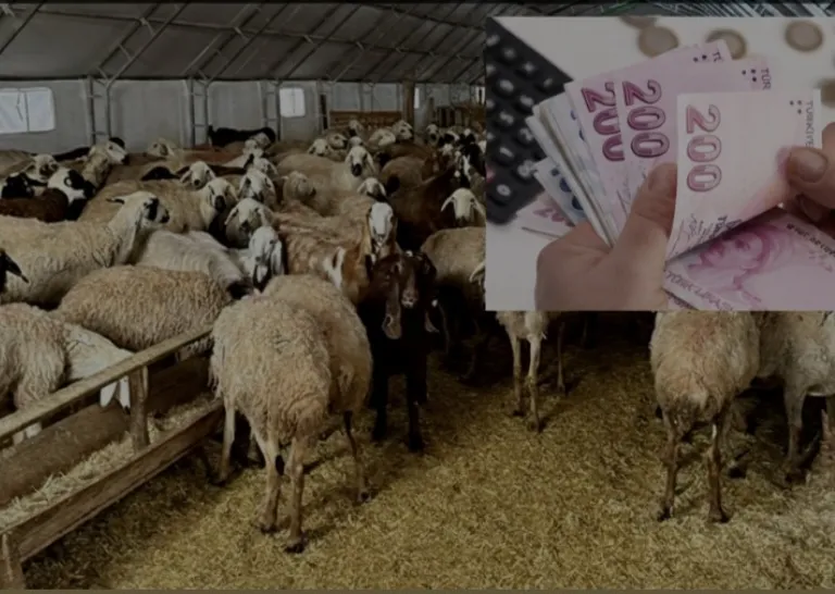 Malatya’da Yetiştiriciye Destek Arttı, Son Gün 1 Aralık