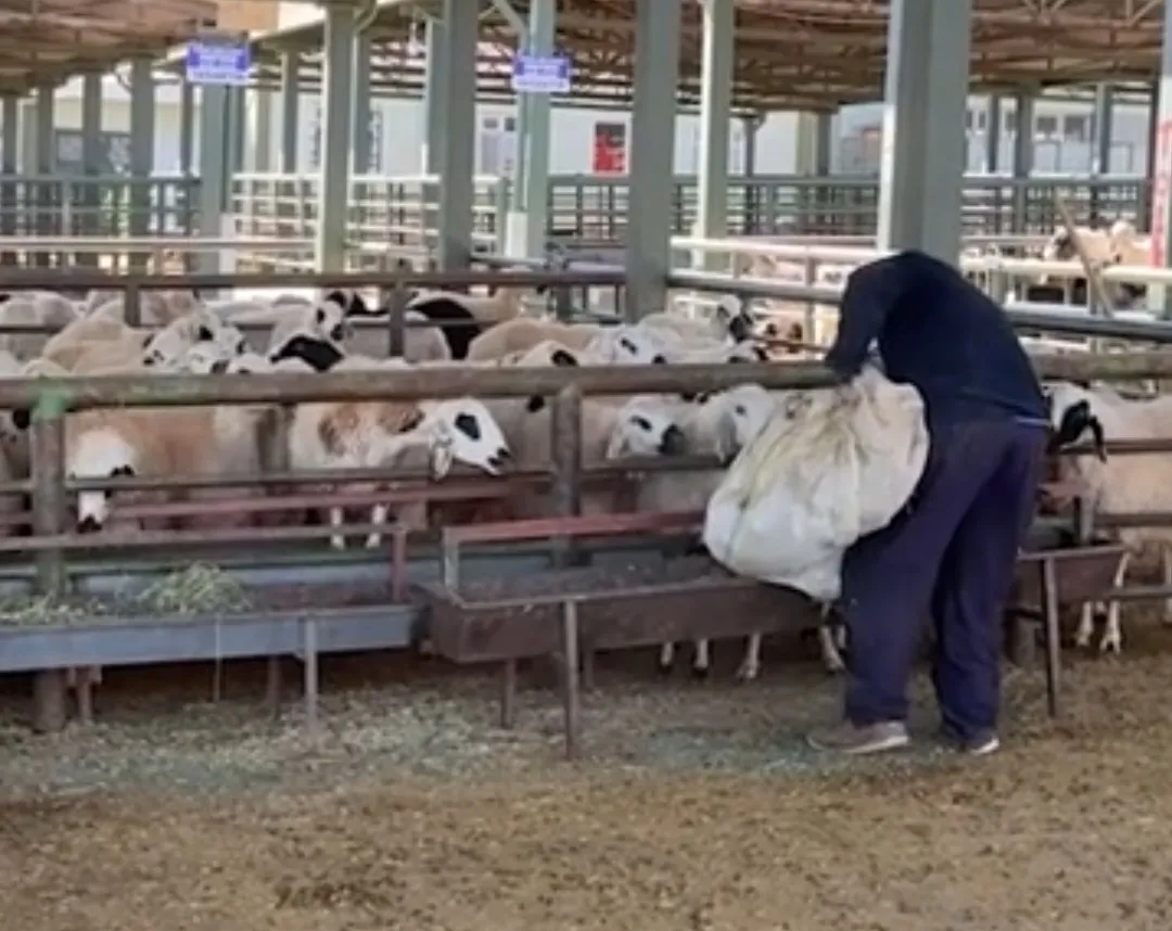 Malatya’da Canlı Hayvan Pazarı Yeniden Kapılarını Açtı