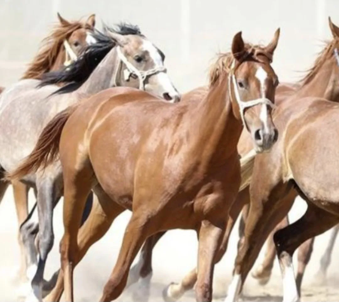 Sultansuyu’nda Şampiyon Taylardan 210 Milyon Gelir