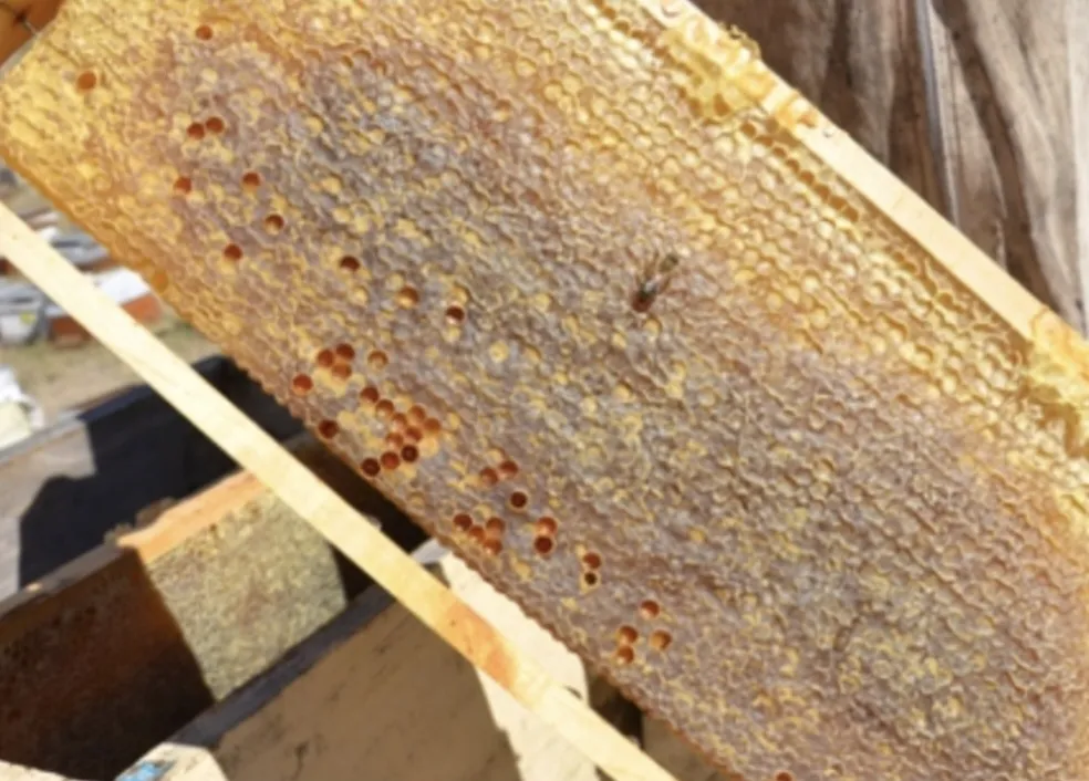 Malatya’da Bal Hasadı Başladı: Fiyatlar Belli Oldu